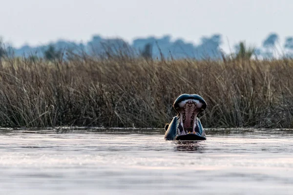 Aufnahme Eines Teilweise Unter Wasser Stehenden Flusspferdes Nilpferd Amphibien Das — Stockfoto