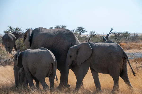 Stádo Afrických Slonů Loxodonta Africana Pasou Pláních Národního Parku Etosha — Stock fotografie