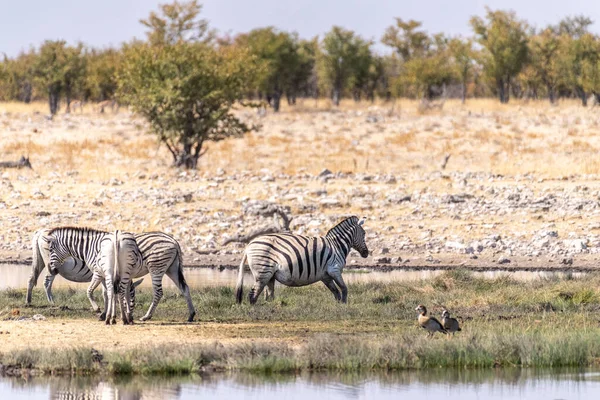 Telephoto Shot Group Zebras Standing Waterhole Namibia — Stock fotografie