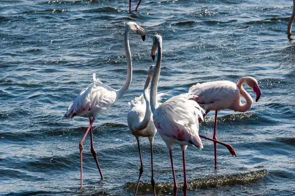 Greater Flamingos Phoenicopterus Roseus Shores Walvis Bay Namibia — Stock Photo, Image