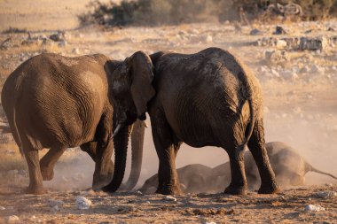 Afrika fili Loxodonta Africana sürüsünün Etosha Ulusal Parkı 'ndaki bir su birikintisinde banyo yaparken çekilmiş resmi..