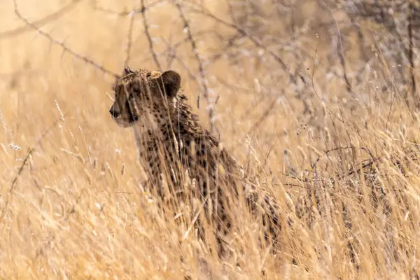 Telephoto Show Cheeta Hiding Bushes Etosha National Park Namibia — Stockfoto