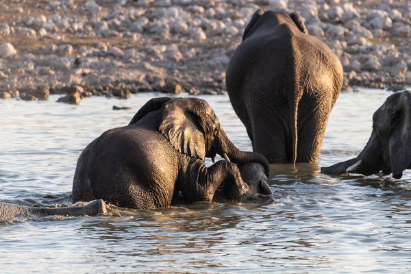 Telephoto Shot Herd African Elephant Loxodonta Africana Taking Bath Waterhole — Stockfoto
