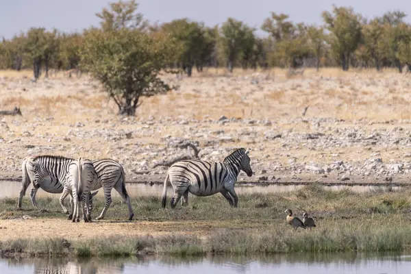 Telephoto Shot Group Zebras Standing Waterhole Namibia — 图库照片