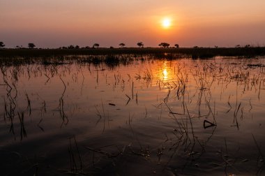 Botsvana 'daki Okavango Deltası' nda güzel bir günbatımının telefon çekimleri..