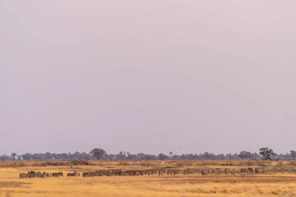 オカバンゴデルタ ボツワナの乾燥した土地で実行されているブルセル平原シマウマ エクウスQuagga Burchelliの大規模な群れのテレフォトショット — ストック写真