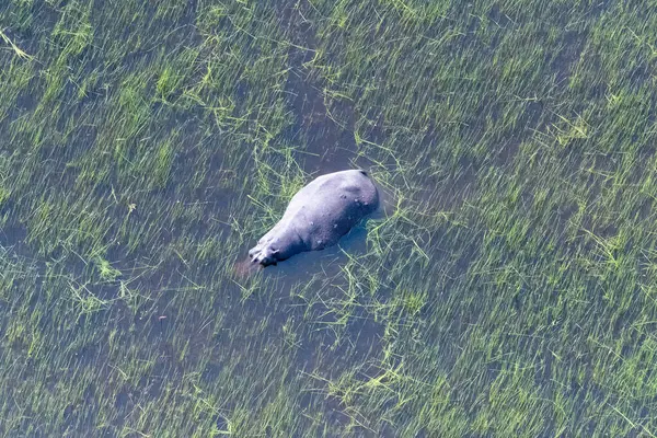 ボツワナのオカバンゴデルタ湿地に沈んでいるカバの空中写真 — ストック写真