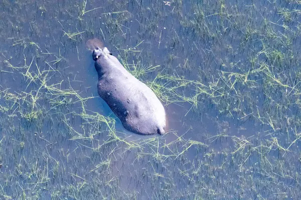 Aerial Telephoto Shot Hippopotamus Partically Submerged Okavango Delta Wetlands Botswana — 图库照片