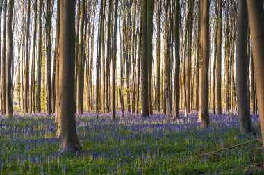 Yükselen güneş illumingating Hallerbos, bir bahar sabahı bluebells flowerbed.