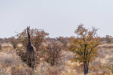Angolan Zürafaları - Giraffa Zürafaları - Namibya 'daki Etosha Ulusal Parkı düzlüklerinde duruyor..
