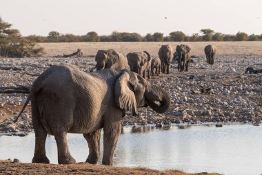 Afrika fili Loxodonta Africana sürüsünün Etosha Ulusal Parkı 'ndaki bir su birikintisinde banyo yaparken çekilmiş resmi..
