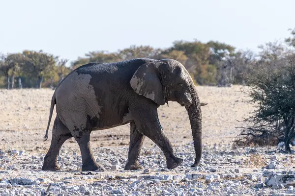 Telefoto Jednoho Afrického Slona Loxodonta Africana Kráčejícího Přes Pláně Národního — Stock fotografie