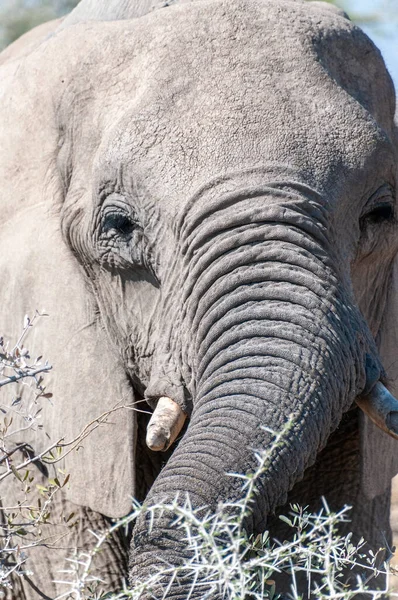 Extreme Closeup One Giant African Elephant Loxodonta Africana Grazing Plains — Stock Photo, Image