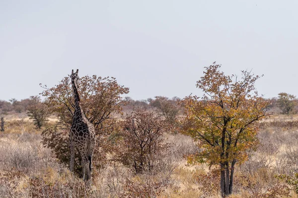 アンゴラ キリン ギラファ ギラファ シュテネス ナミビアのエトーシャ国立公園の平原に立っている — ストック写真