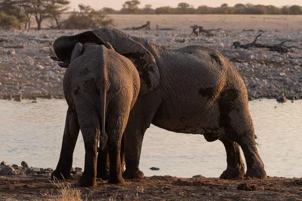 Телефото Стада Африканских Слонов Локсодонтов Африканцев Принимающих Ванну Водопое Национальном — стоковое фото