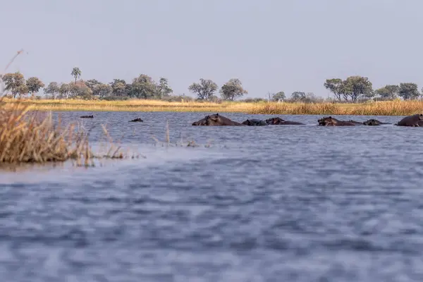 Telefoto Disparo Cabeza Hipopótamo Parcialmente Sumergido Anfibio Hipopótamo Descansando Delta — Foto de Stock
