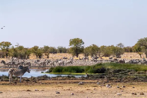 Eine Große Zebraherde Die Sich Der Nähe Eines Wasserlochs Etosha — Stockfoto