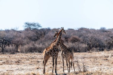 İki Angola Zürafası - Züraffa Zürafası - Etosha Ulusal Parkı, Namibya uçaklarında duruyor..