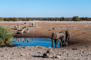 Afrika Filleri, Zebralar ve Antiloplar Etosha Ulusal Parkı, Namibya 'da bir su birikintisinin yakınında buluşuyorlar..