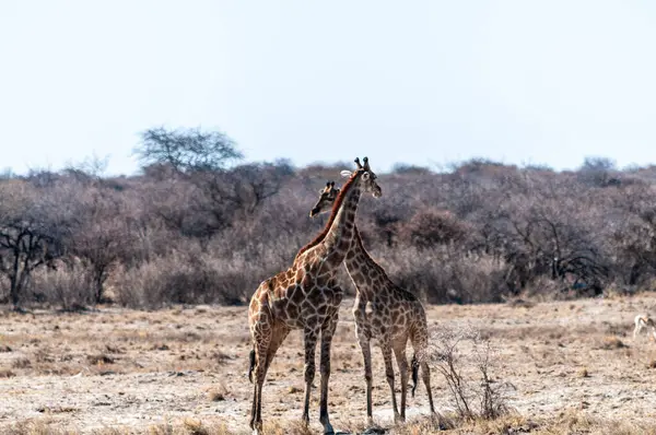 两名安哥拉长颈鹿 长颈鹿 站在纳米比亚埃托沙国家公园的飞机上 — 图库照片