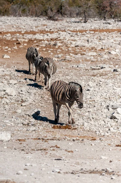 Grupo Burchells Plains Zebra Equus Quagga Burchelli Pie Uno Junto — Foto de Stock