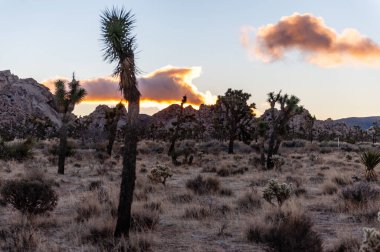 Joshua Tree Ulusal Parkı 'nda sabahın erken saatlerinde kış sabahı.