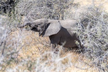 Yetişkin bir Afrika Çöl Fili olan Loxodonta Afrikana Namibya 'daki Etosha Ulusal Parkı ovalarında otluyor..