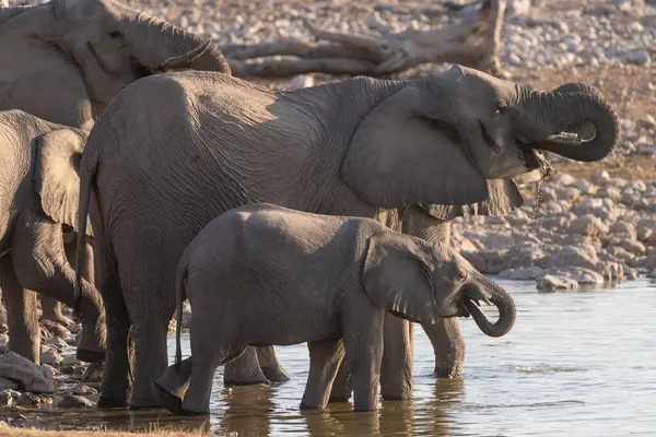 Telephoto Shot Herd African Elephant Loxodonta Africana Taking Bath Waterhole — Stock Photo, Image