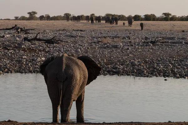 Eine Herde Afrikanischer Elefanten Loxodonta Africana Badet Einem Wasserloch Etosha — Stockfoto