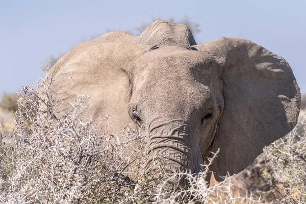 Telephoto Shot Head African Elephant Loxodonta Africana Eating Etosha National — Stock Photo, Image