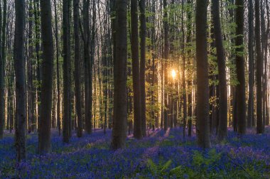 Yükselen güneş illumingating Hallerbos, bir bahar sabahı bluebells flowerbed.