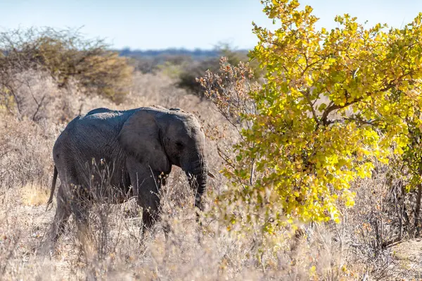 Obří Africká Sloní Loxodonta Africana Chůze Kolem Keřů Národního Parku — Stock fotografie