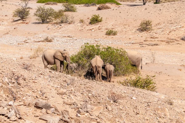 Деталь Стада Пустынных Слонов Северной Намибии — стоковое фото
