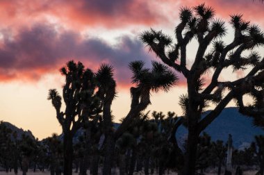 Joshua Tree Ulusal Parkı 'nda sabahın erken saatlerinde kış sabahı.