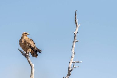 Tawny Eagle 'ın yakın çekimi - Aquila Rapax- Etosha Ulusal Parkı, Namibya' da bir ağaç tepesinde oturuyor..