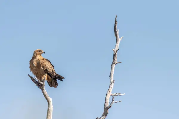 Primer Plano Águila Tawny Aquila Rapax Sentado Una Copa Árbol —  Fotos de Stock