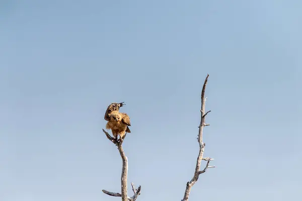 Primer Plano Águila Tawny Aquila Rapax Sentado Una Copa Árbol — Foto de Stock