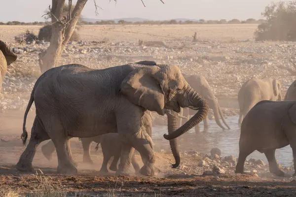 Telephoto Shot Herd African Elephant Loxodonta Africana Taking Bath Waterhole — Stock fotografie