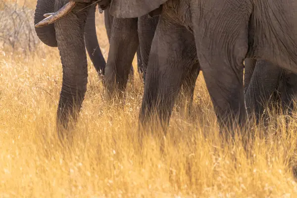 ナミビアのエトーシャ国立公園で草を食べるアフリカゾウの群れの幹と前足 — ストック写真