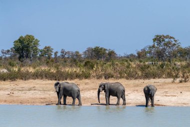Telefoto, Botsvana 'da bir su birikintisinin yanında duran Loxodonta Africana adlı üç Afrika filini vurdu.