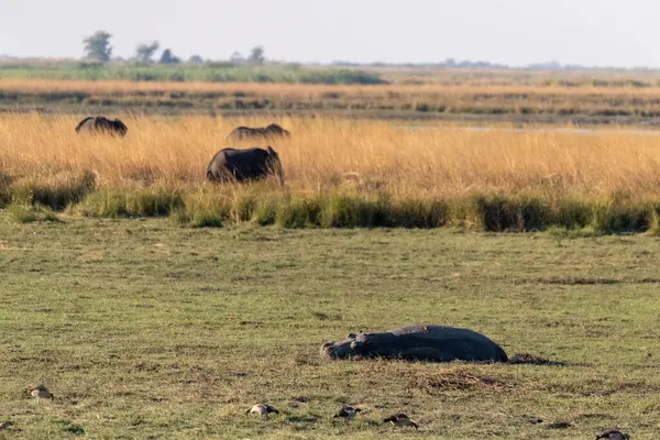 Telefoto Van Een Nijlpaard Rustend Het Land Chobe National Park — Stockfoto