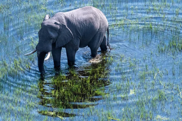 Aerial Närbild Afrikansk Elefant Loxodonta Africana Bete Okavango Delta Sumpmarker — Stockfoto