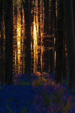 Yükselen güneş illumingating Hallerbos, bir bahar sabahı bluebells flowerbed.