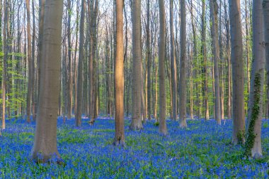 Yükselen güneş illumingating Hallerbos, bir bahar sabahı bluebells flowerbed.
