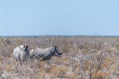 Dört beyaz Gergedan -Ceratotherium simum- bir grup iki dışarı Etosha Milli Parkı, Namibya çorak bir ova üzerinde ayakta.