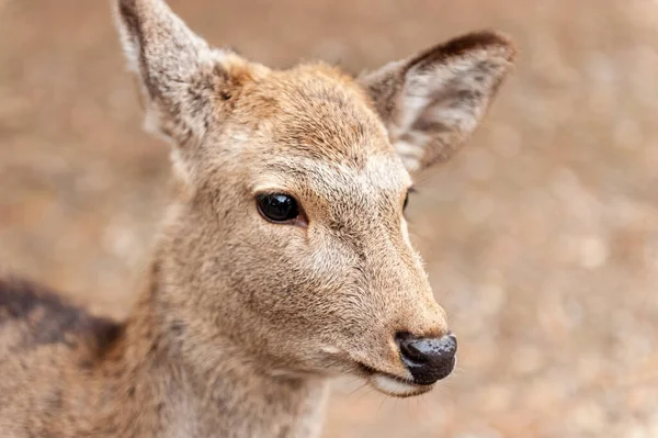 Close Deer Walking Nara Park Japan — Stock Photo, Image
