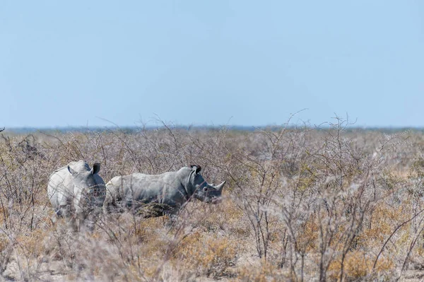 在纳米比亚埃托沙国家公园的贫瘠平原上 四个白色犀牛群中的两个 陶瓷杉木 — 图库照片