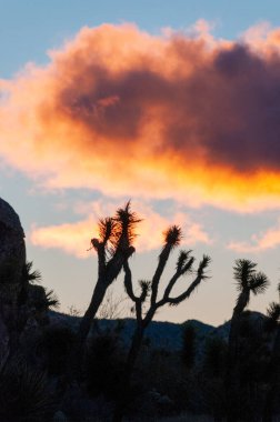 Joshua Tree Ulusal Parkı 'nda sabahın erken saatlerinde kış sabahı.