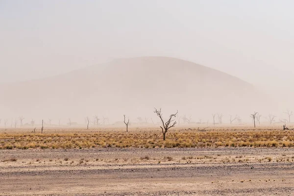Tree Lined Landscape Namibia Sossusvlei Limited Visibility Due Sandstorm — Stock Photo, Image