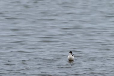 Walvis Bay, Namibya kıyıları boyunca tek bir avocet -Recurvirostra avosetta-.